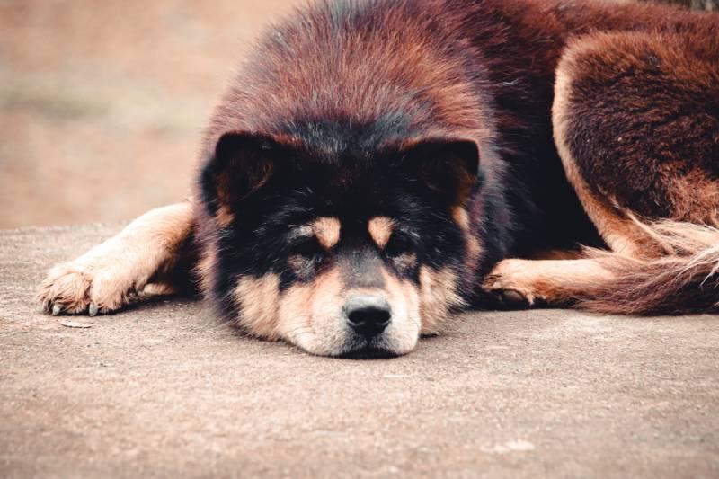 Hmong bobtail Dog Breed Image 9