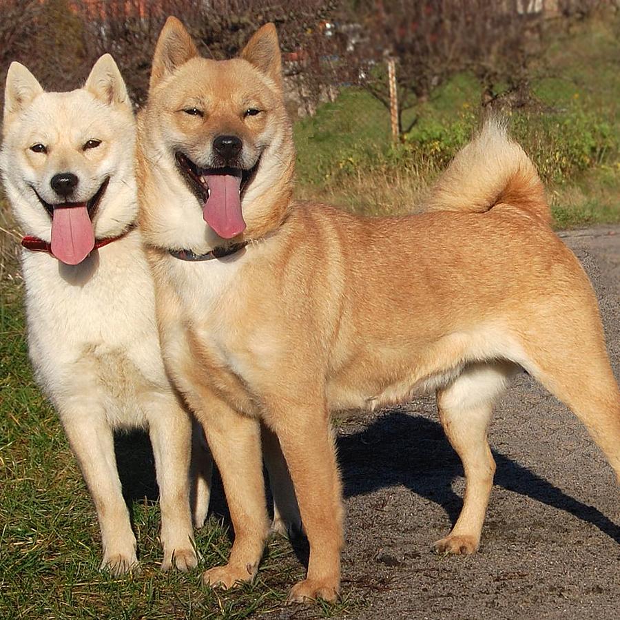 Hokkaido Dog Breed Image 1