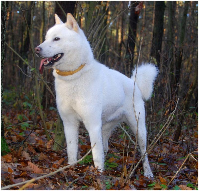 Hokkaido Dog Breed Image 10