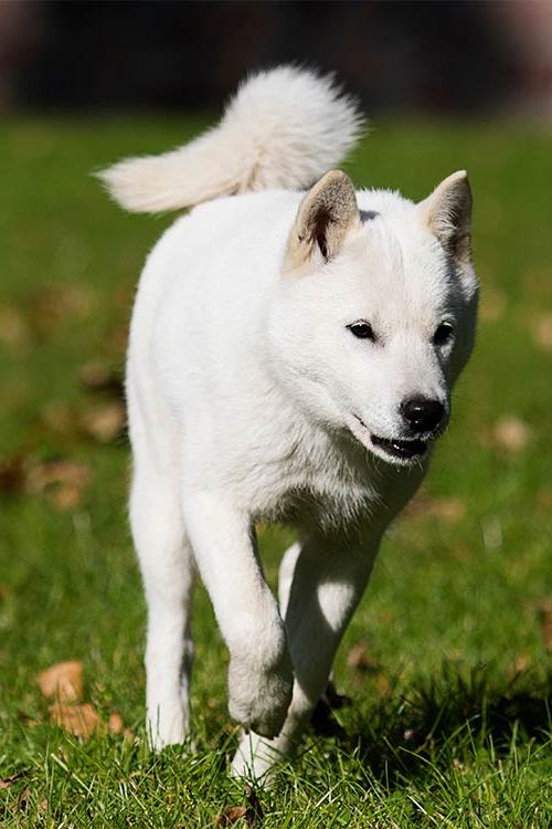 Hokkaido Dog Breed Image 14