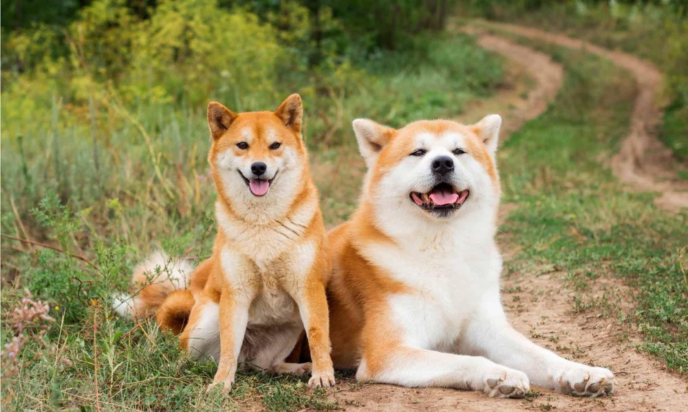 Hokkaido Dog Breed Image 16