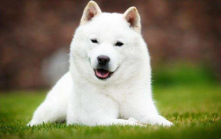 Hokkaido Dog Breed Image 19