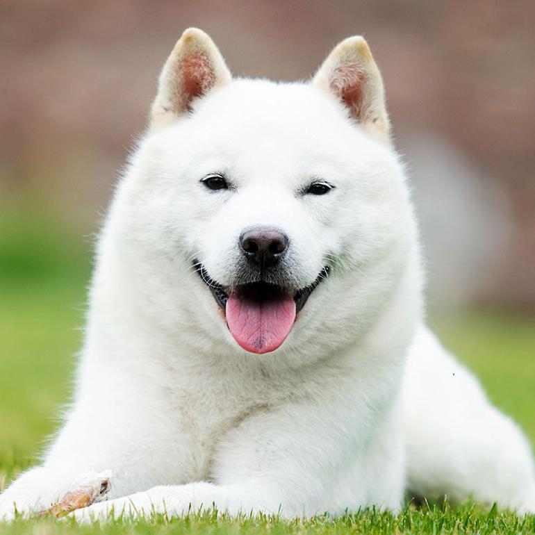 Hokkaido Dog Breed Image 7