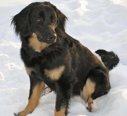 Hovawart Dog Breed Image 10