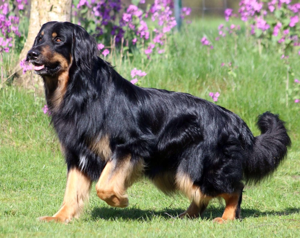 Hovawart Dog Breed Image 2