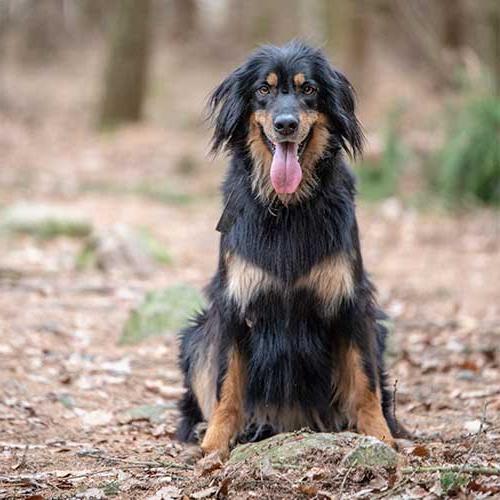 Hovawart Dog Breed Image 20