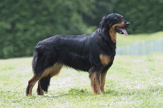 Hovawart Dog Breed Image 5