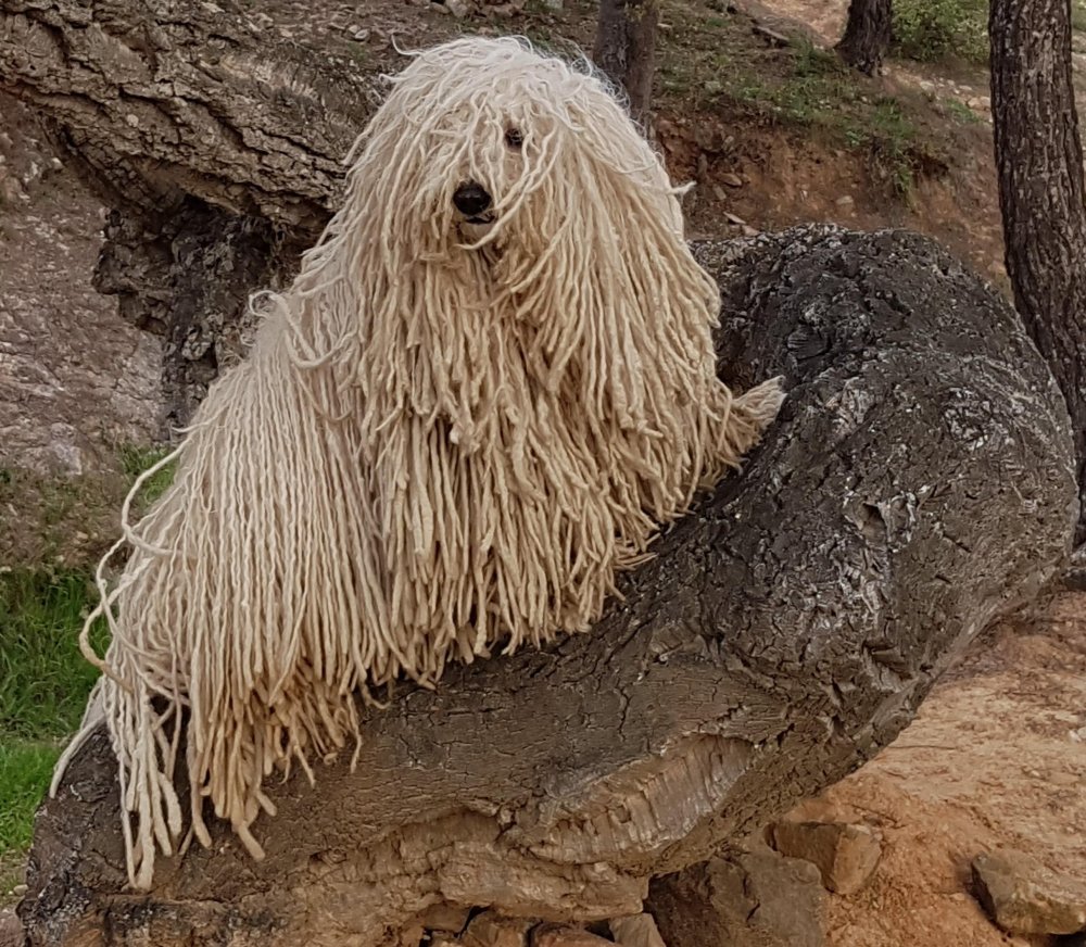 Hungarian Puli Dog Breed Image 15