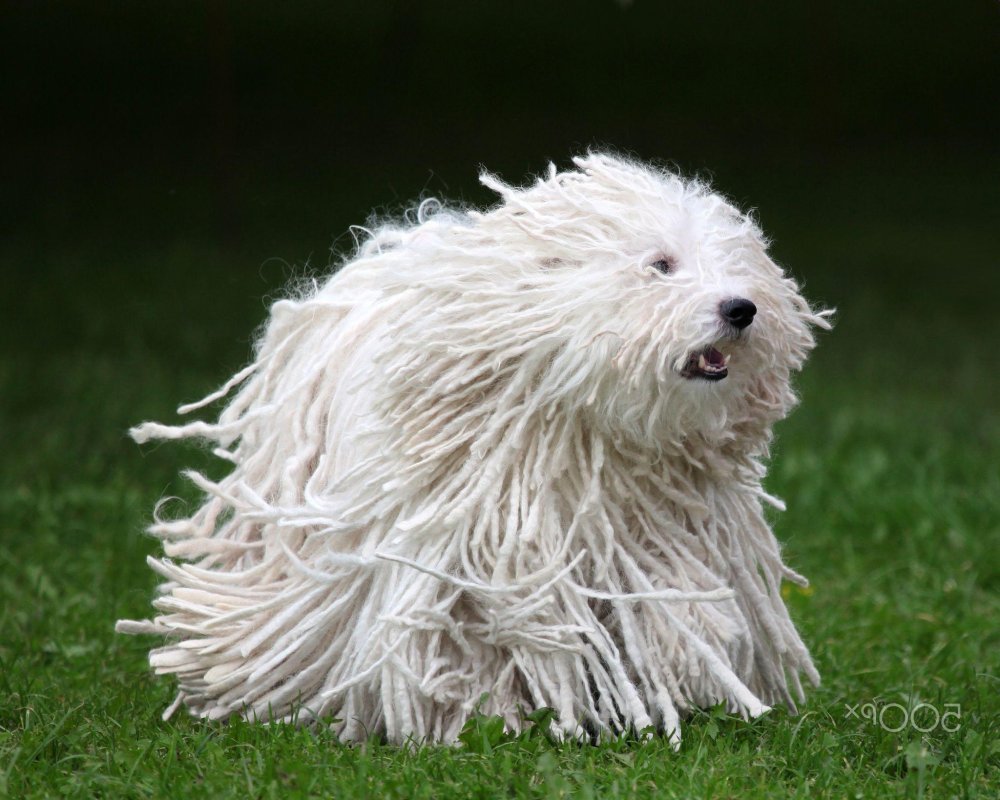 Hungarian Puli Dog Breed Image 17