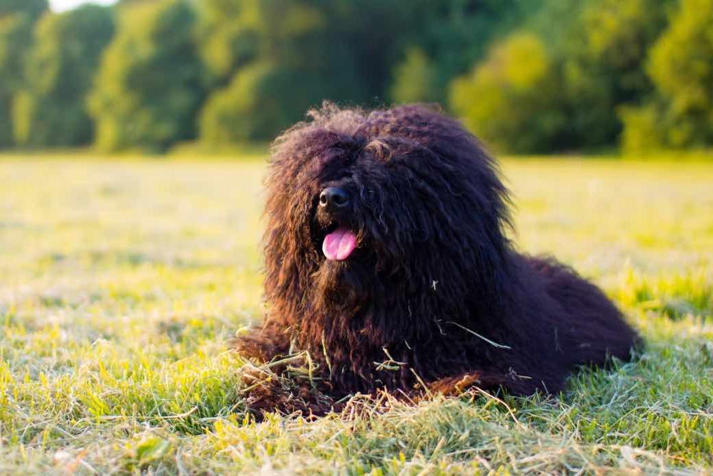 Hungarian Puli Dog Breed Image 18