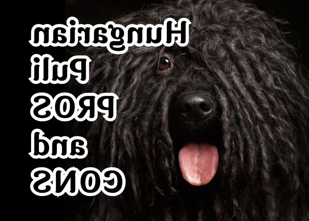 Hungarian Puli Dog Breed Image 19