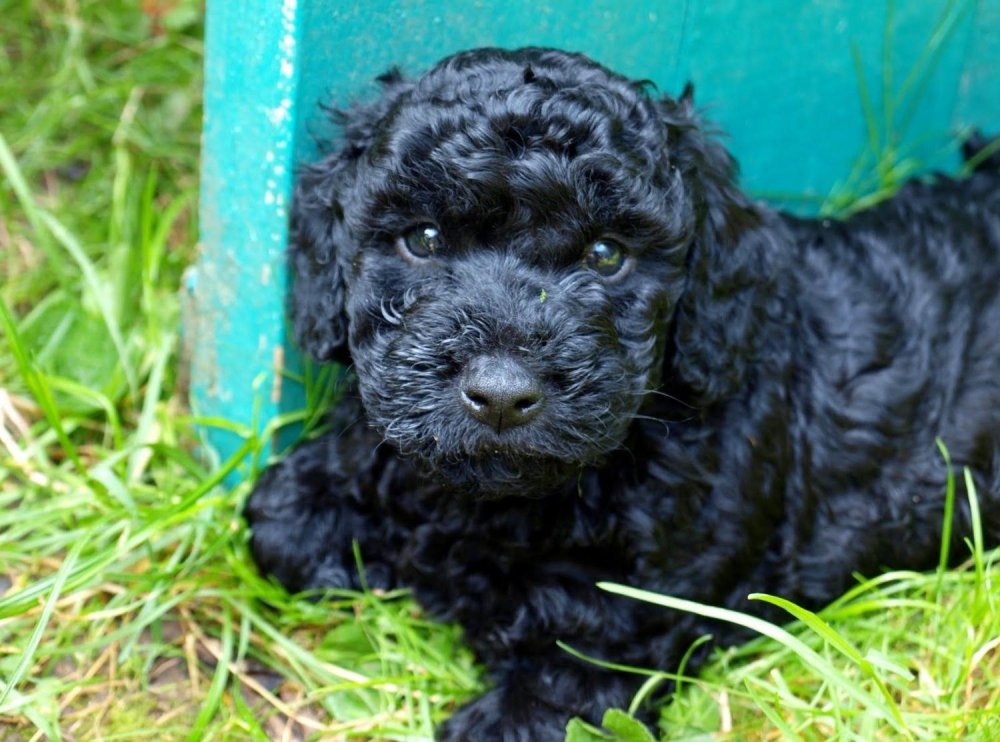 Hungarian Puli Dog Breed Image 20