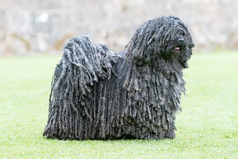 Hungarian Puli Dog Breed Image 3