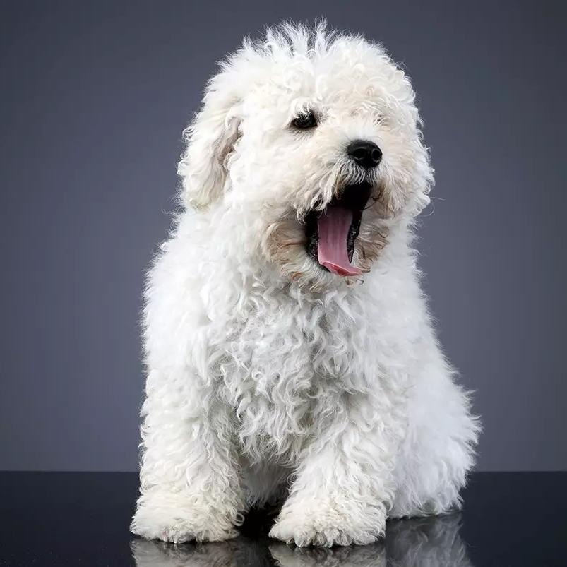 Hungarian Puli Dog Breed Image 7