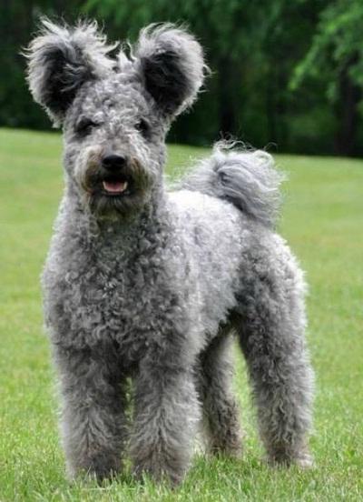 Hungarian Pumi Dog Breed Image 1