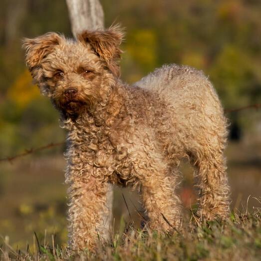 Hungarian Pumi Dog Breed Image 14