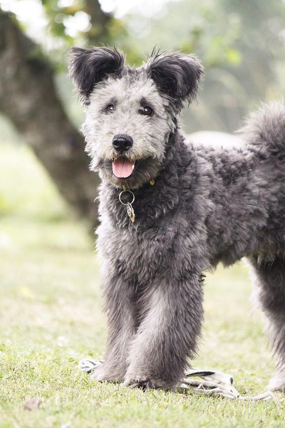 Hungarian Pumi Dog Breed Image 16