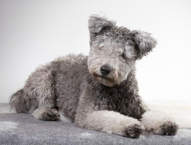 Hungarian Pumi Dog Breed Image 18