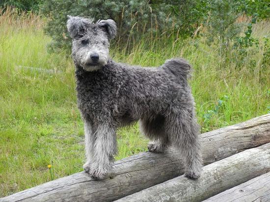 Hungarian Pumi Dog Breed Image 19