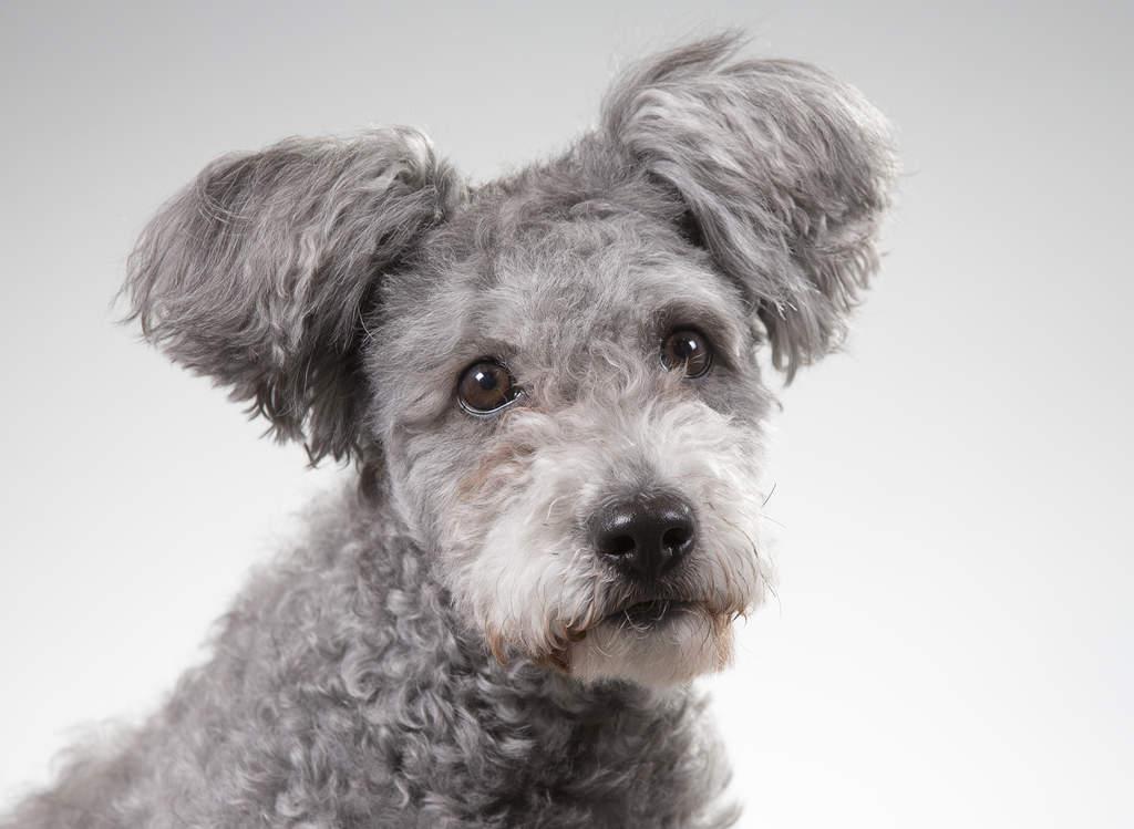 Hungarian Pumi Dog Breed Image 2