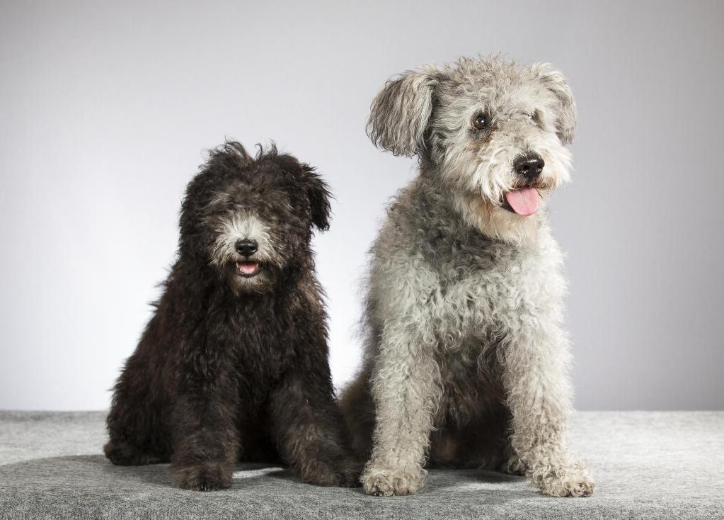 Hungarian Pumi Dog Breed Image 20