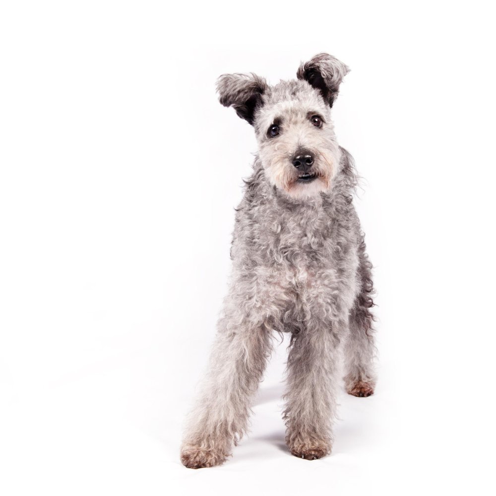 Hungarian Pumi Dog Breed Image 5