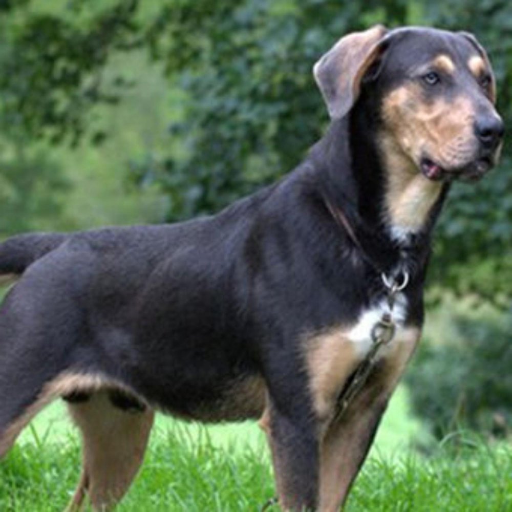 Huntaway Dog Breed Image 1