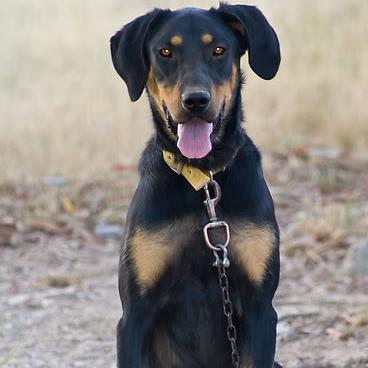 Huntaway Dog Breed Image 12