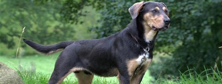 Huntaway Dog Breed Image 3