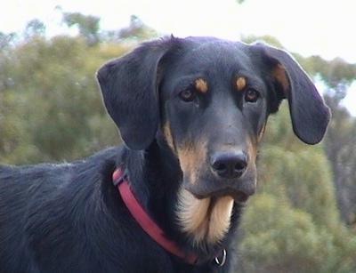 Huntaway Dog Breed Image 7