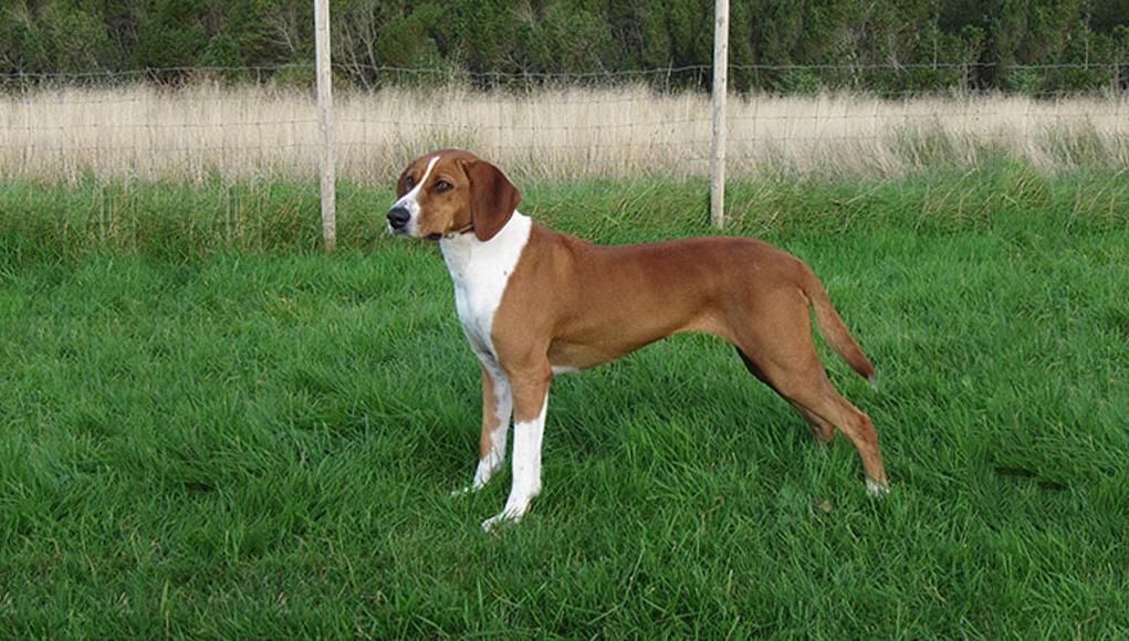 Hygen Hound Dog Breed Image 5