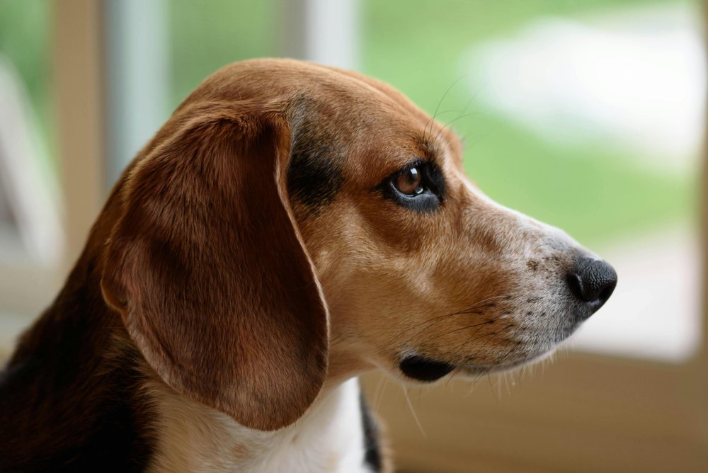 Hygen Hound Dog Breed Image 9