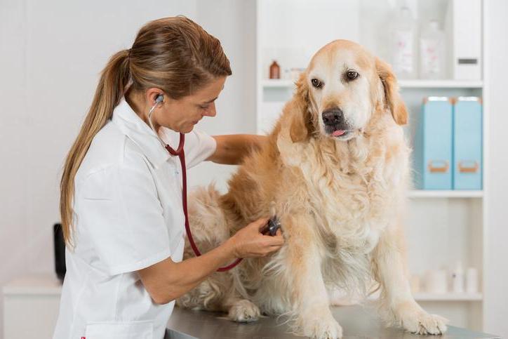 Hypertension in Dogs Image 14