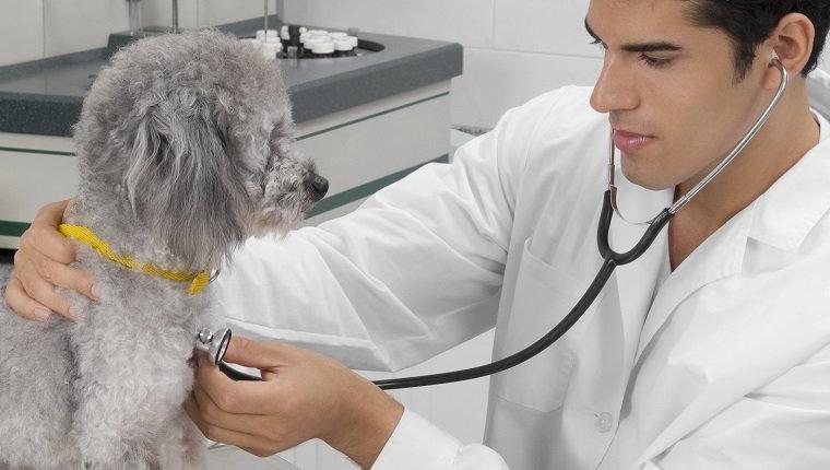 Hypertension in Dogs Image 7