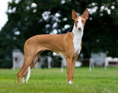 Ibizan Hound Dog Breed Image 1