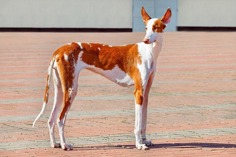 Ibizan Hound Dog Breed Image 10