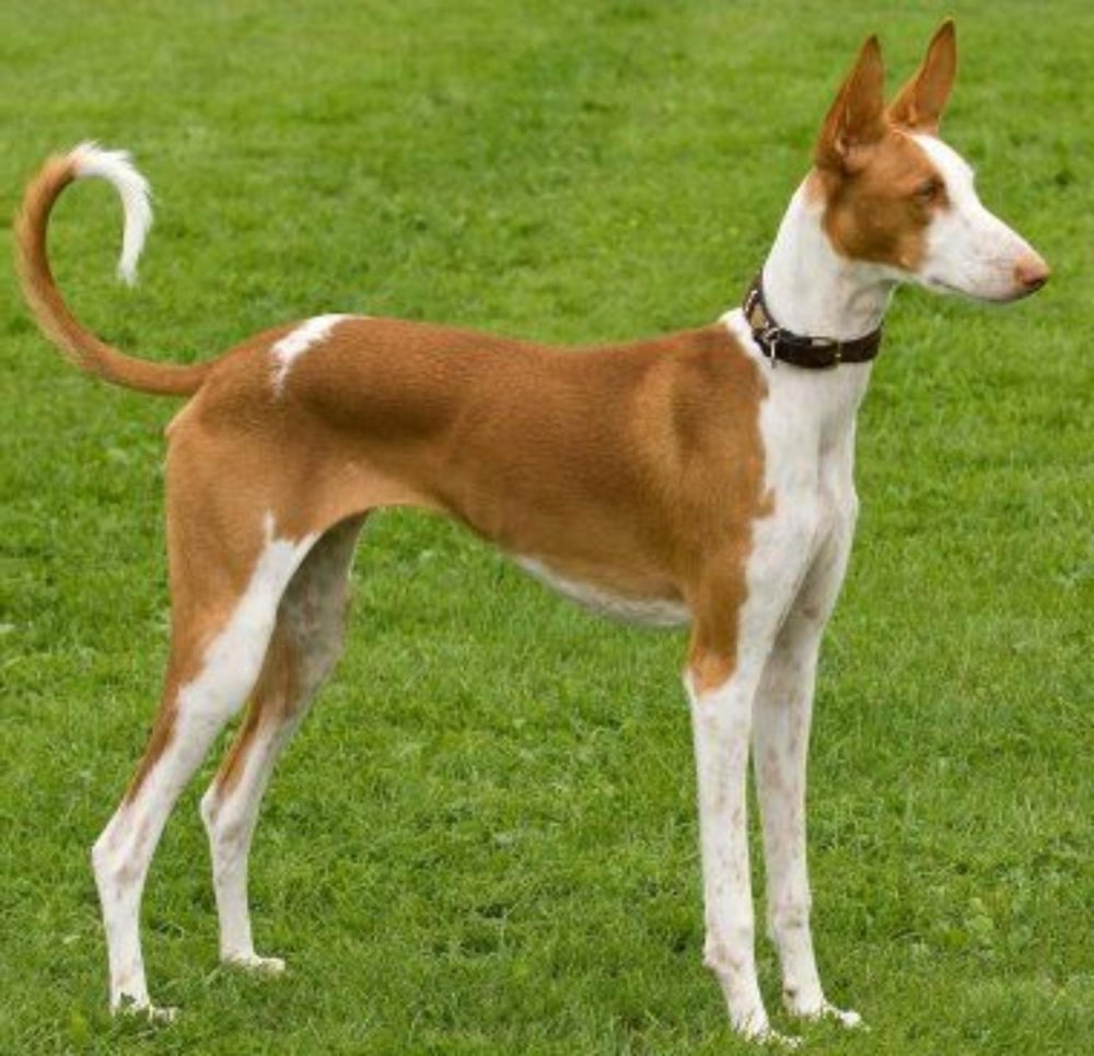 Ibizan Hound Dog Breed Image 12