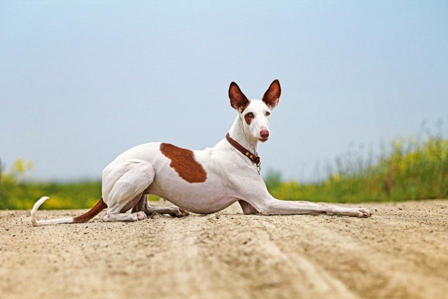 Ibizan Hound Dog Breed Image 18