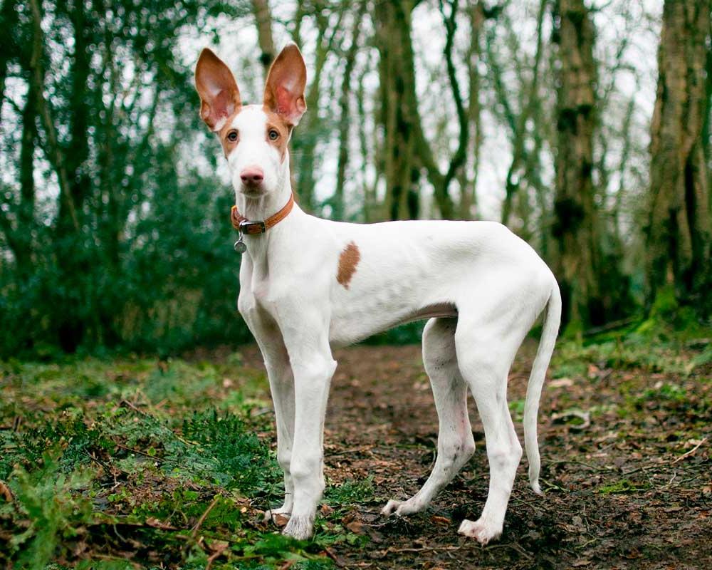 Ibizan Hound Dog Breed Image 2