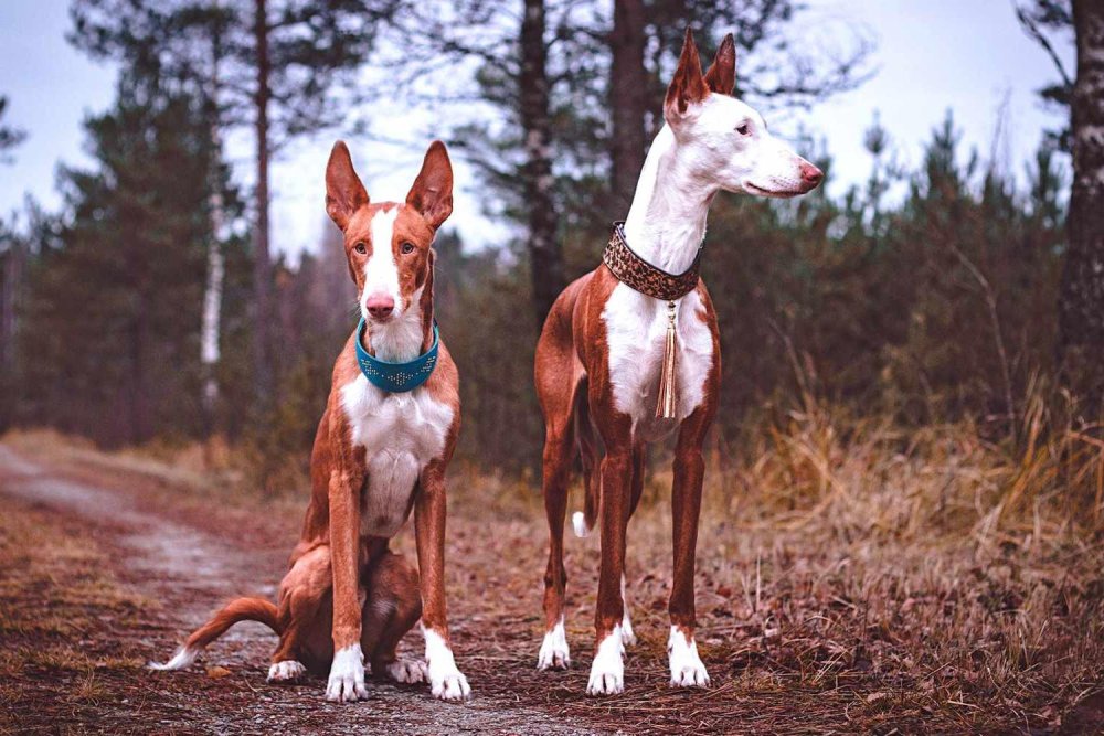 Ibizan Hound Dog Breed Image 20