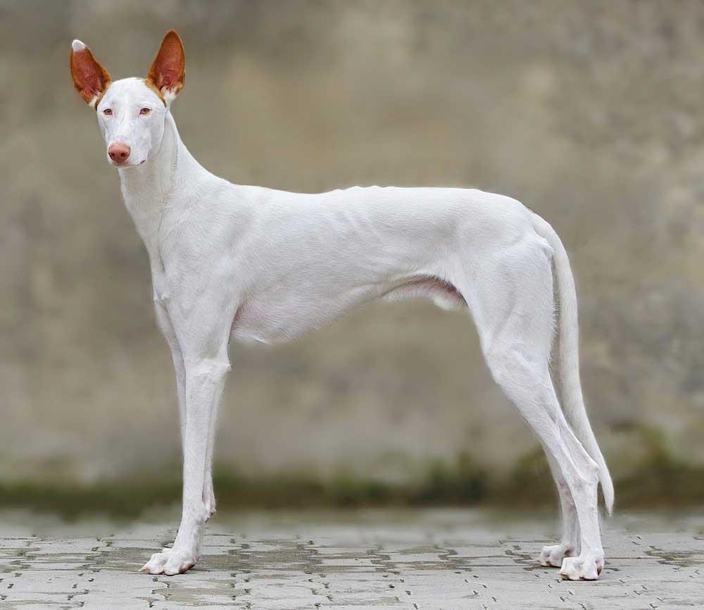 Ibizan Hound Dog Breed Image 4