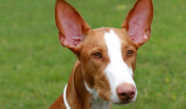 Ibizan Hound Dog Breed Image 7