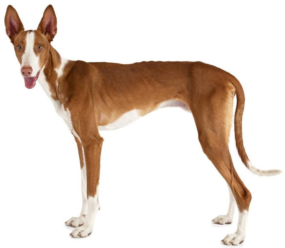 Ibizan Hound Dog Breed Image 9