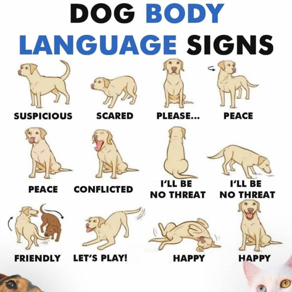 Dog Body language