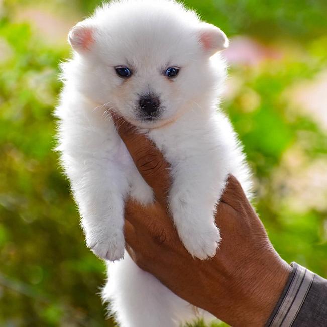 Indian Spitz Dog Breed Image 1