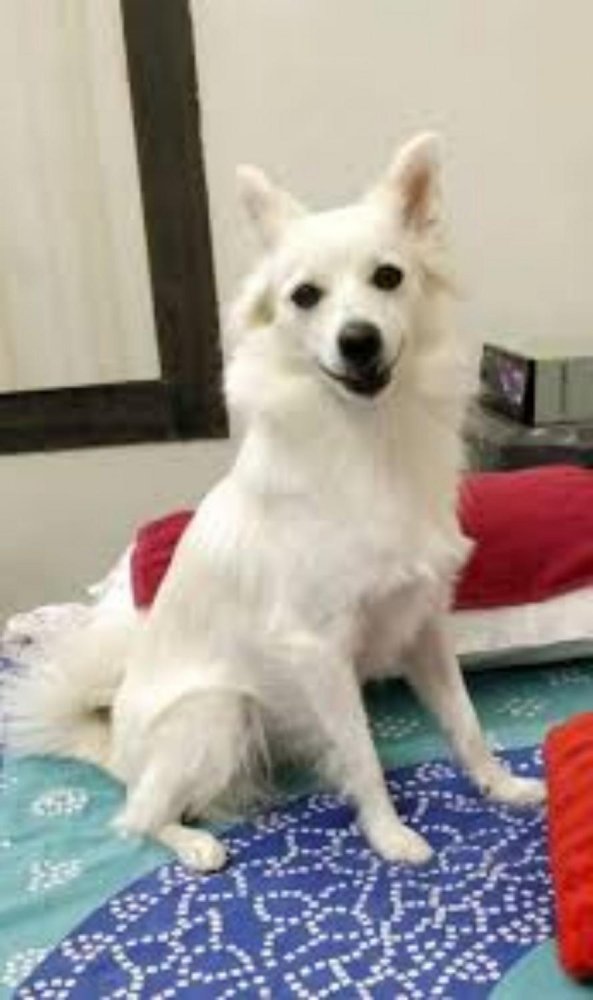 Indian Spitz Dog Breed Image 15