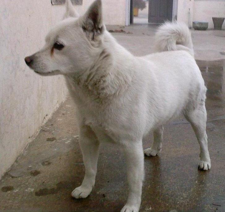 Indian Spitz Dog Breed Image 19