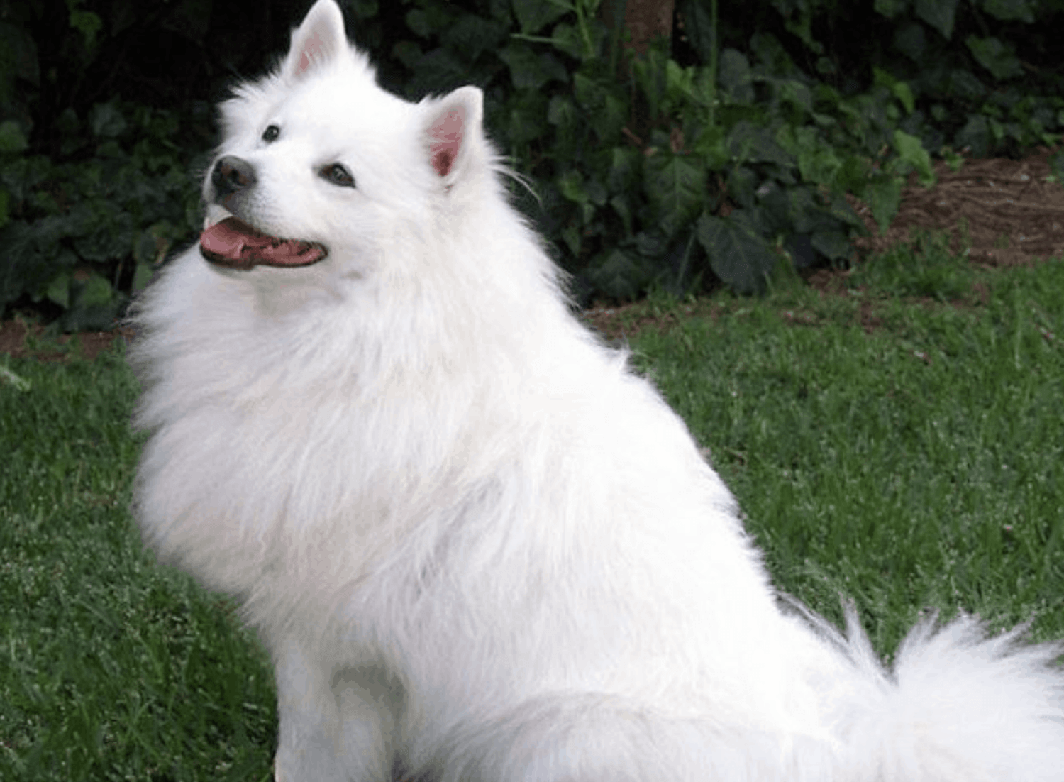 Indian Spitz Dog Breed Image 2