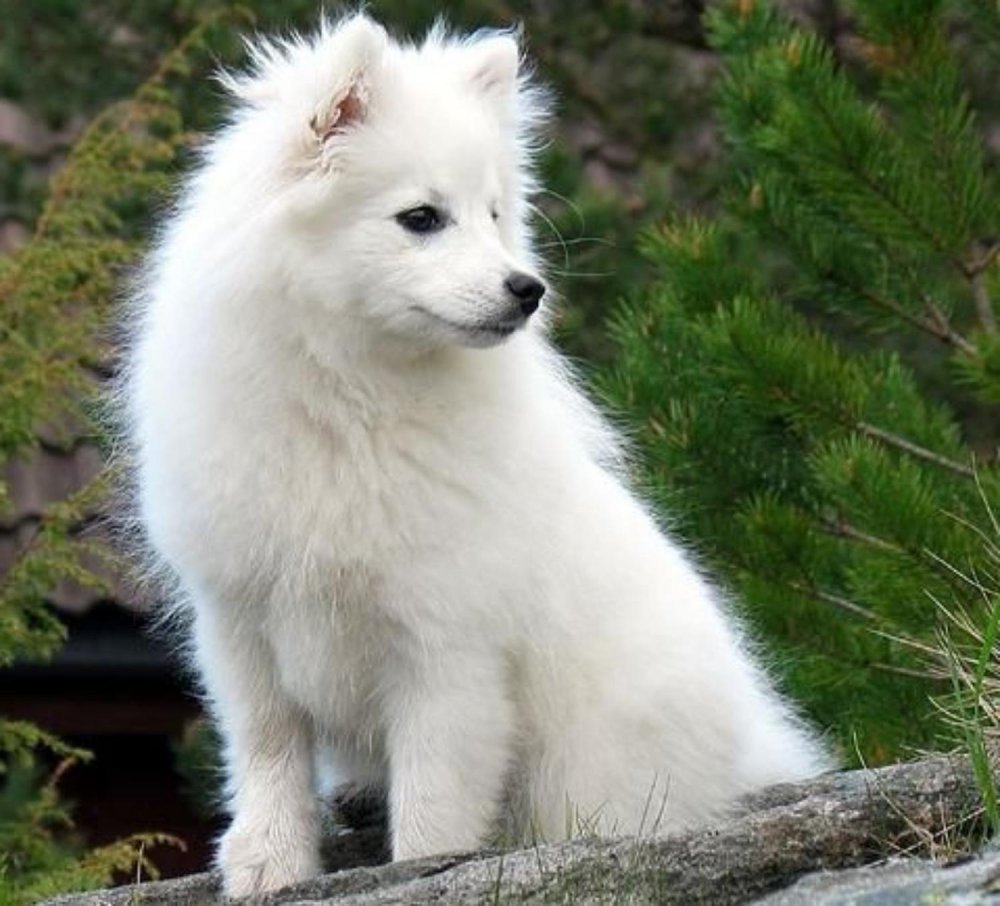 Indian Spitz Dog Breed Image 8