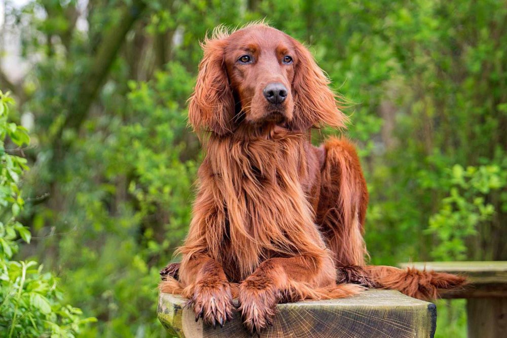 Irish Setter - Red Setter Dog Breed Image 1